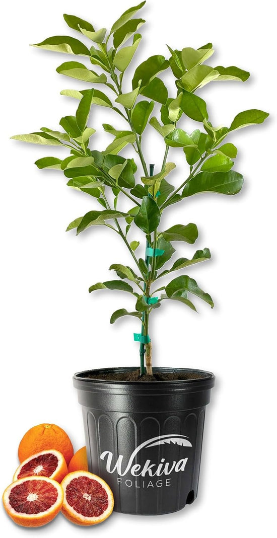 Blood Orange Tree - Live Plants in 2 Gallon Pots - Florida Only - Fruit Bearing Citrus for Patio and Garden