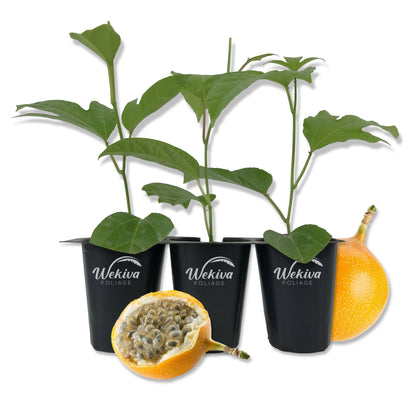 Passion Fruit Plant - 3 Live Tissue Culture Starter Plants - Edible Fruit Bearing Vine for The Patio and Garden