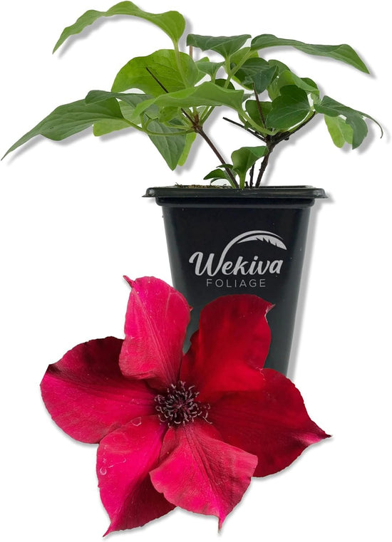 Clematis Nubia - Live Starter Plants in 2 Inch Growers Pots - Starter Plants Ready for The Garden - Rare Clematis for Collectors