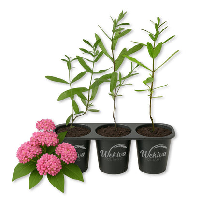 Milkweed Plant - 3 Live Starter Plants - Asclepias - Perennial Florida-Native Wildflower Evergreen