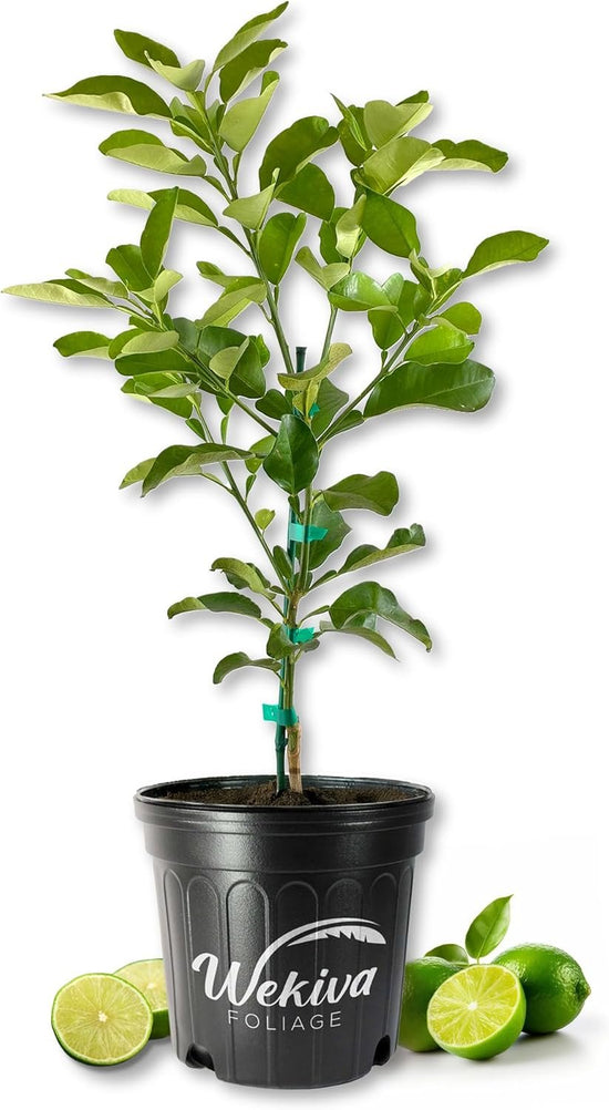 Persian Lime Tree - Live Plants in 2 Gallon Pots - Florida Only - Fruit Bearing Citrus for Patio and Garden