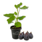 Fig Tree - 1 Live Starter Plant - Ficus Carica - Edible Fruit Tree for The Patio and Garden
