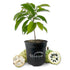 LM-IMAGE-111926011-