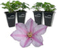 Clematis Sally - Live Starter Plants in 2 Inch Growers Pots - Starter Plants Ready for The Garden - Rare Clematis for Collectors