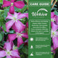 Clematis Kermesina - Live Starter Plants - Bold Beautiful Velvety Classic Red Flowering Vine
