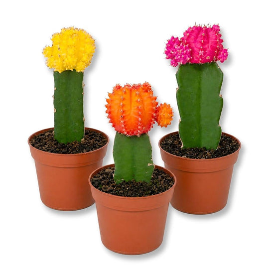 Puff Euphorbia Cactus - Live Starter Plants - Grafted Euphorbia Trigona - Colorful Architectural Crowned Cactus Succulent