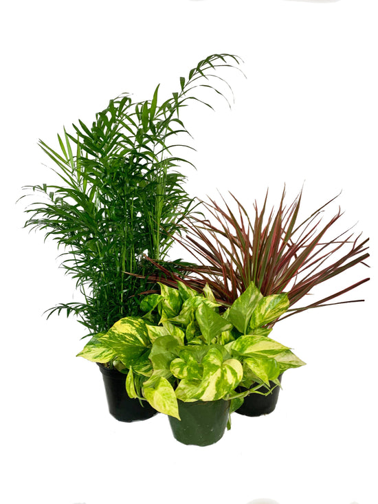 Beautiful Houseplant Multi-Pack - 3 Live Plants in 6 Inch Pots - Neanthe Bella Parlor Palm, Pothos, Dracaena Marginata - Easy Care Indoor Houseplants