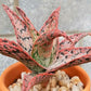 Pink Blush Aloe - Live Plants in 4 Inch Pots - Aloe &