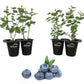 Blueberry Plant - 4 Live Starter Plants - Vaccinium - Edible Fruit Bearing Tree for The Patio and Garden