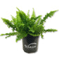 Boston Compacta Fern - Live Plants in 4 Inch Pots - Nephrolepis Exaltata Compacta - Beautiful Clean Air Indoor Outdoor Ferns from Florida