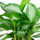 Aglaonema Silverbay - Live Plants in 4 Inch Growers Pot - Rare and Elegant Indoor Houseplants