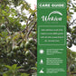 Avocado Tree - Live Tree in a 4 Inch Pot - Persea Americana - Delicious Fruit Tree for Your Edible Garden