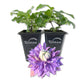 Clematis Diamantina - Live Starter Plants in 2 Inch Growers Pots - Starter Plants Ready for The Garden - Rare Clematis for Collectors
