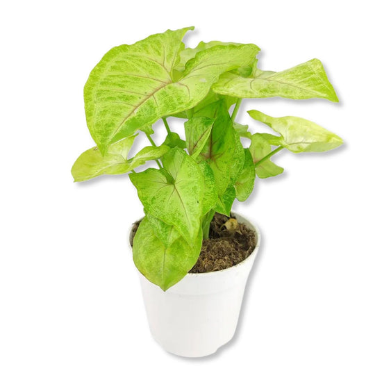 Syngonium Gold Allusion - 1 Live Plant in a 4 Inch Growers Pot - Syngonium - Beautiful Vibrant Colorful Foliage Indoor Houseplant