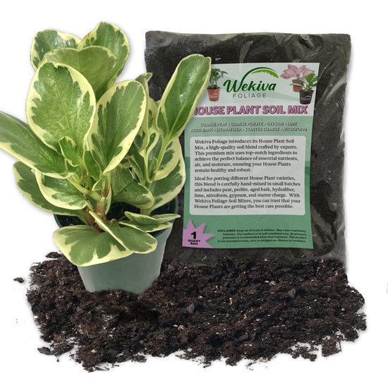 Peperomia Marble and Soil Mix Combo - Live Plant in a 4 Inch Pot with 1 Quart HousePlant Soil Mix - Peperomia Obtusifolia &