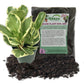 Peperomia Marble and Soil Mix Combo - Live Plant in a 4 Inch Pot with 1 Quart HousePlant Soil Mix - Peperomia Obtusifolia &
