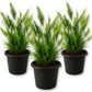 Lace Fern - Live Starter Plants - Asparagus Pyramidalis