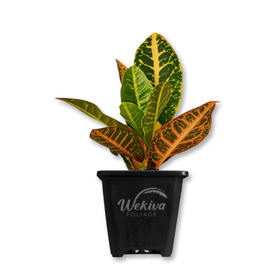 Croton Petra - Live Starter Plants in 3 Inch Growers Pots - Codiaeum Variegatum &