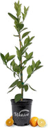 LM-IMAGE-52791922-