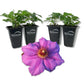 Clematis Ramona - Live Starter Plants in 2 Inch Growers Pots - Starter Plants Ready for The Garden - Rare Clematis for Collectors