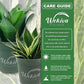 Black Jade Snake Plant and Houseplant Soil Combo - Live Plant in a 4 Inch Pot with 1 Quart House Plant Soil Mix - Sansevieria Trifasciata &
