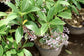 Medinilla Plant - 1 Live Starter Plant - Florist Quality Beautiful Easy Care Indoor Outdoor Tree
