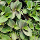 Tradescantia Velvet - Wandering Jew - Live Starter Plants - Tradescantia Sillamontana - Elegant Textured Tropical Indoor Trailing Vine with Fuzzy Foliage