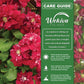 Clematis Charmaine - Live Starter Plants in 2 Inch Growers Pots - Starter Plants Ready for The Garden - Rare Clematis for Collectors