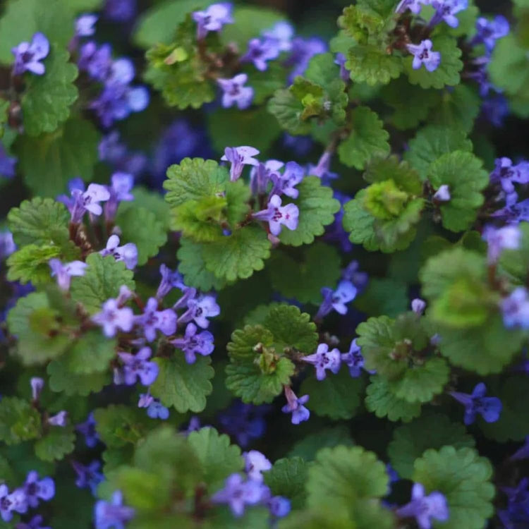creeping charlie plant indoors Creeping Charlie Friendship Plant
