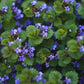 Creeping Charlie Friendship Plant - Live Plants in 4 Inch Growers Pots - Pilea Nummulariifolia - Beautiful Textured Indoor Houseplant