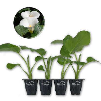 White Giant Calla Lily - Live Starter Plants in 2 Inch Pots - Zantedeschia Aethiopica - Elegant Low Maintenance Air Purifying Flowering Indoor Outdoor