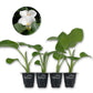 White Giant Calla Lily - Live Starter Plants in 2 Inch Pots - Zantedeschia Aethiopica - Elegant Low Maintenance Air Purifying Flowering Indoor Outdoor