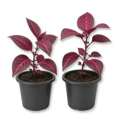 Bloodleaf Plant - Live Starter Plants - Iresine Brilliantisima