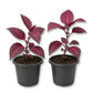 Bloodleaf Plant - Live Starter Plants - Iresine Brilliantisima