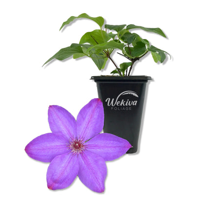 Clematis Elsa Spath - Live Starter Plants in 2 Inch Growers Pots - Starter Plants Ready for The Garden - Beautiful Dark Lavender Flowering Vine