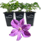 Clematis Etoile Violette - Live Starter Plants in 2 Inch Growers Pots - Starter Plants Ready for The Garden - Rare Clematis for Collectors