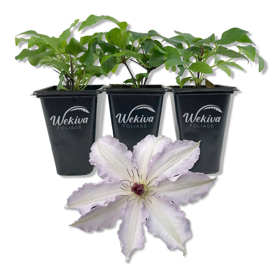Clematis Clair De Lune - Live Starter Plants in 2 Inch Growers Pots - Starter Plants Ready for The Garden - Rare Clematis for Collectors