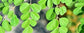 Moringa Tree - Live Tree in a 3 Gallon Pot - Moringa Oleifera - Native Tree Beautiful Lush Green Foliage