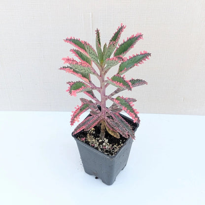 Pink Butterflies Kalanchoe - 1 Live Plant in a 4 Inch Pot - Kalanchoe x Houghtonii - Extremely Rare Indoor Houseplant