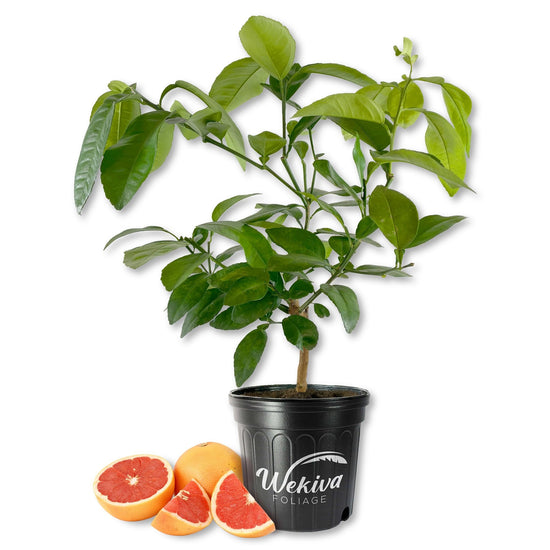 Ruby Red Grapefruit Tree - Live Plants in 2 Gallon Pots - Florida Only - Fruit Bearing Citrus for Patio and Garden