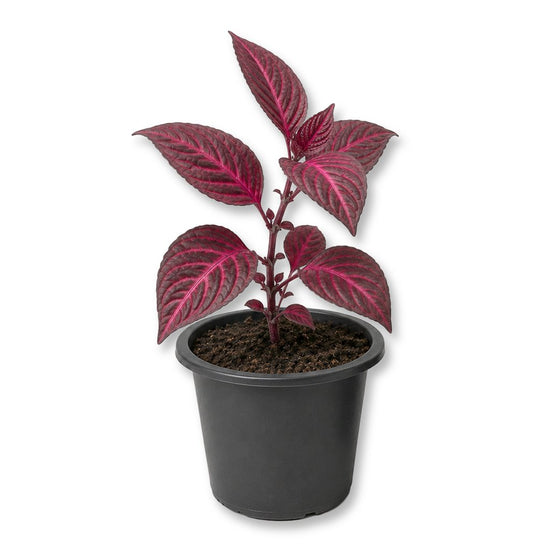 Bloodleaf Plant - Live Starter Plants - Iresine Brilliantisima