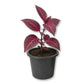 Bloodleaf Plant - Live Starter Plants - Iresine Brilliantisima