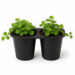 Creeping Charlie Friendship Plant - Live Starter Plants - Pilea Nummularifolia