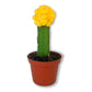 Puff Euphorbia Cactus - Live Starter Plants - Grafted Euphorbia Trigona - Colorful Architectural Crowned Cactus Succulent