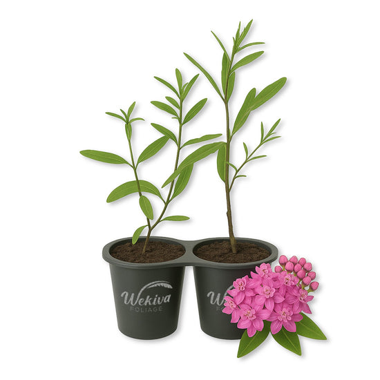 Milkweed Plant - 2 Live Starter Plants - Asclepias - Perennial Florida-Native Wildflower Evergreen
