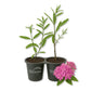 Milkweed Plant - 2 Live Starter Plants - Asclepias - Perennial Florida-Native Wildflower Evergreen