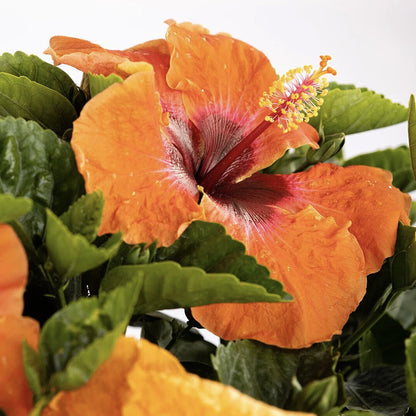 Disco Diva Hollywood Hibiscus Bush - 1 Live Plant in a 10 Inch Pot - Hibiscus Rosa Sinensis - Elegant Vivid Flowering Lush Patio Bush