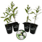 Milkweed Plant - 4 Live Starter Plants - Asclepias - Perennial Florida-Native Wildflower Evergreen