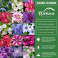 Clematis Variety Pack - Live Starter Plants in 2 Inch Pots - Grower&