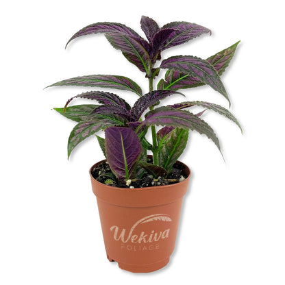Persian Shield Plant - Live Starter Plants - Strobilanthes Dyerianus